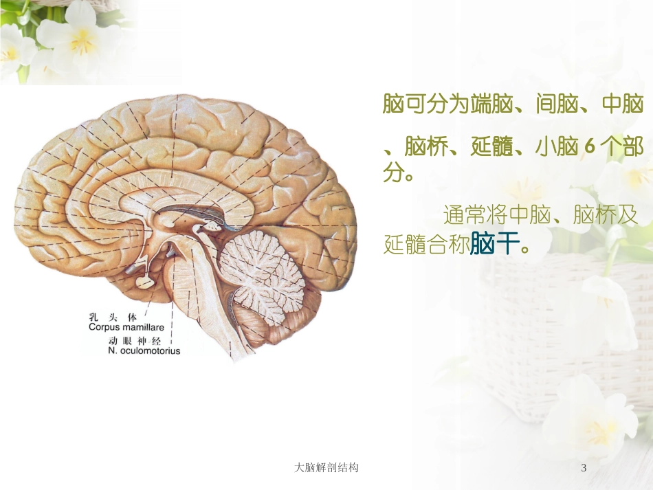 大脑解剖结构培训课件.pptx_第3页