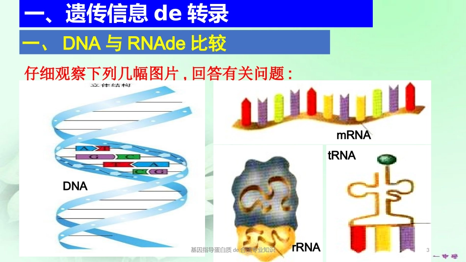 基因指导蛋白质的合成专业知识培训课件.pptx_第3页