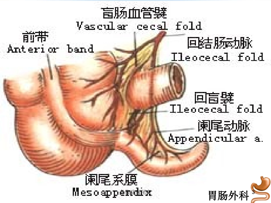 急腹症阑尾炎培训课件.pptx_第3页