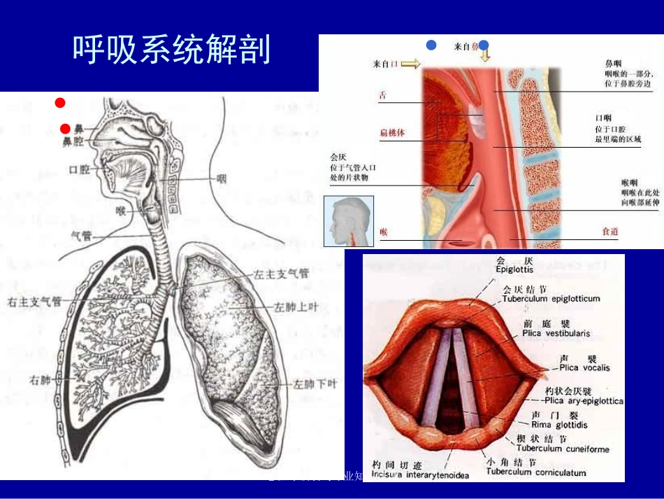 急性呼吸衰竭专业知识宣讲培训课件.pptx_第3页
