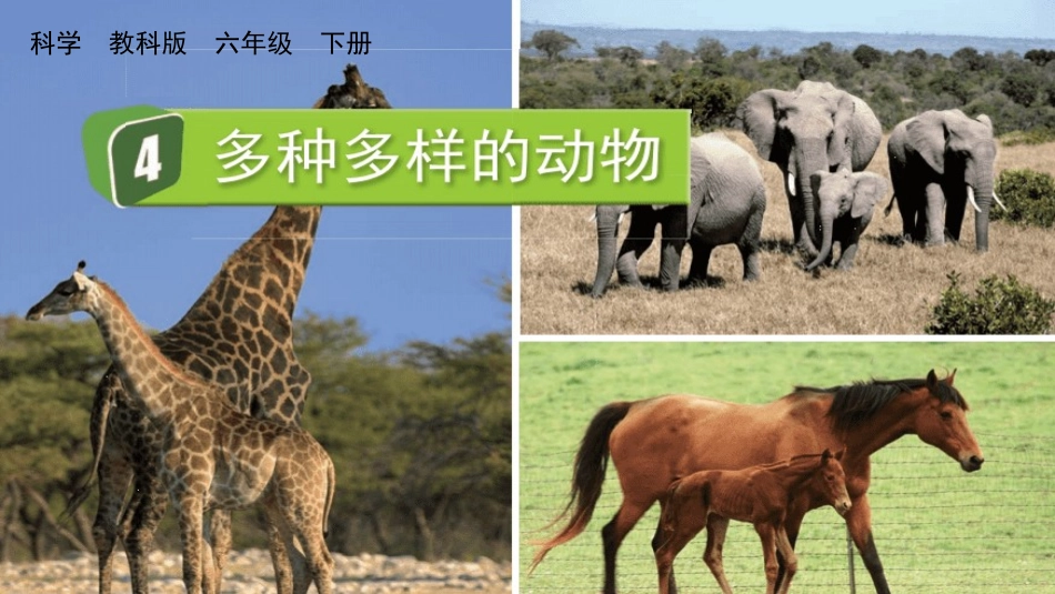 教科版科学六年级下册《多种多样的动物》教学课件.pptx_第2页