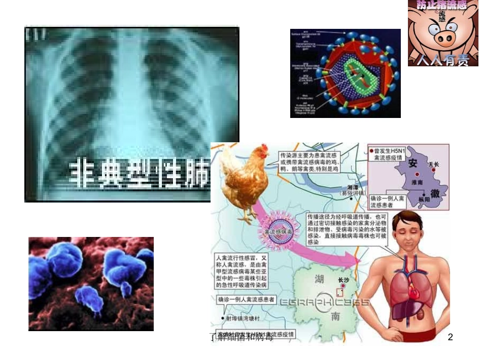 了解细菌和病毒培训课件.pptx_第2页