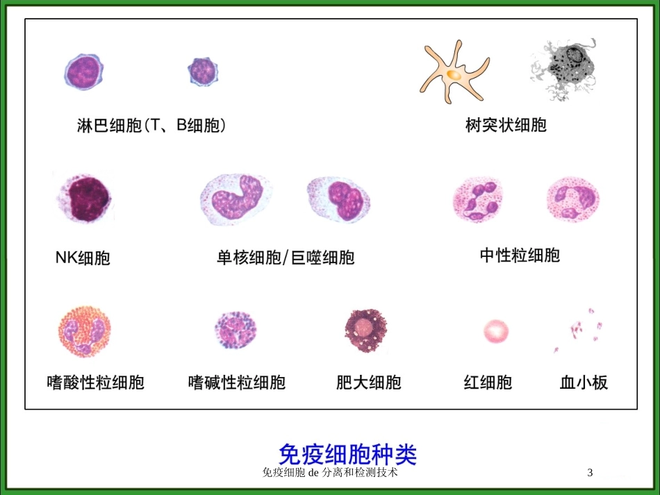 免疫细胞的分离和检测技术培训课件.pptx_第3页