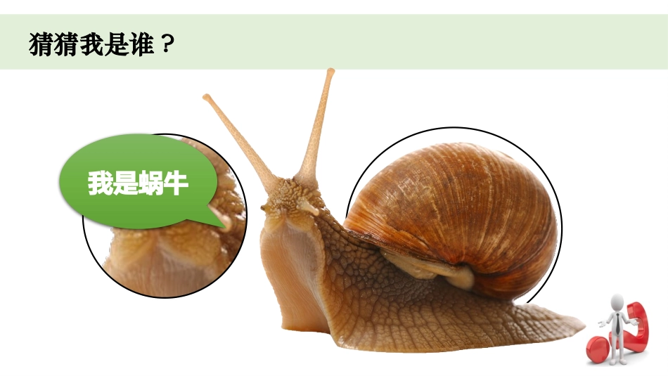 教科版一年级科学下册《观察一种动物》3.pptx_第2页