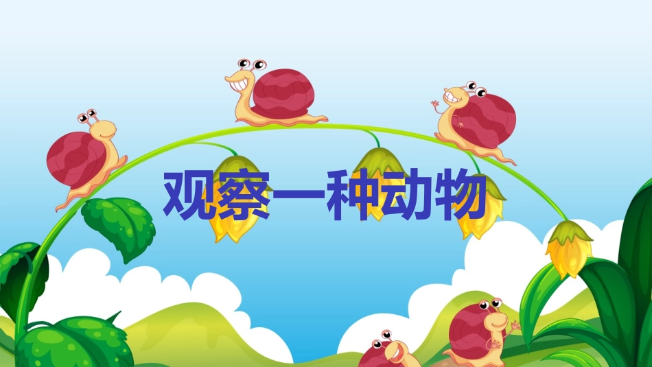 教科版一年级科学下册《观察一种动物》5.pptx_第1页
