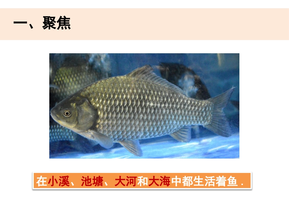 教科版一年级科学下册《观察鱼》1.pptx_第2页