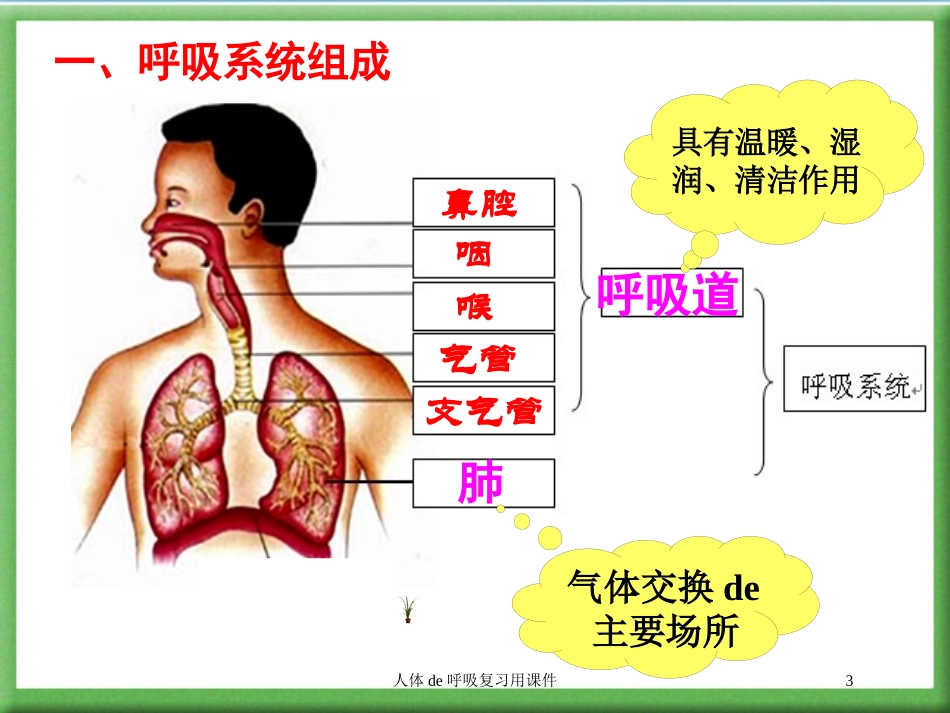 人体的呼吸复习用课件培训课件.pptx_第3页