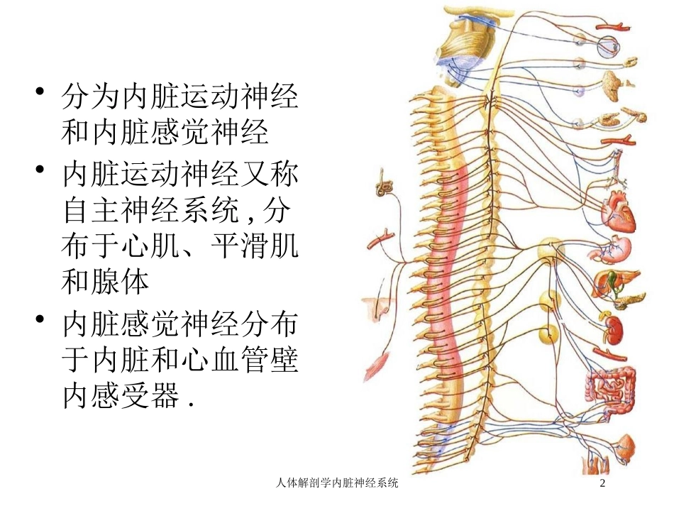 人体解剖学内脏神经系统培训课件.pptx_第2页