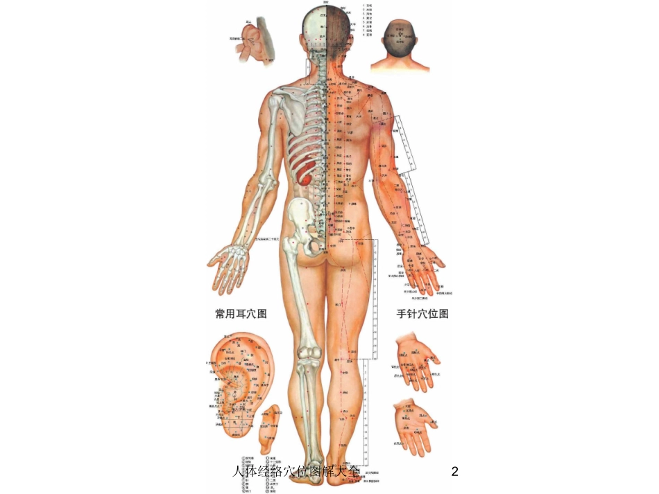 人体经络穴位图解大全培训课件.pptx_第2页