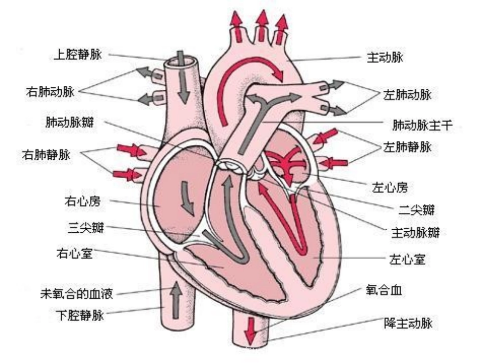妊娠合并肺动脉高压的麻醉处理培训课件.pptx_第2页