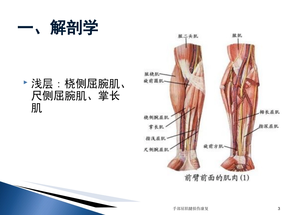手部屈肌腱损伤康复培训课件.pptx_第3页