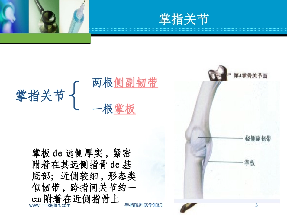 手指解剖医学知识培训课件.pptx_第3页