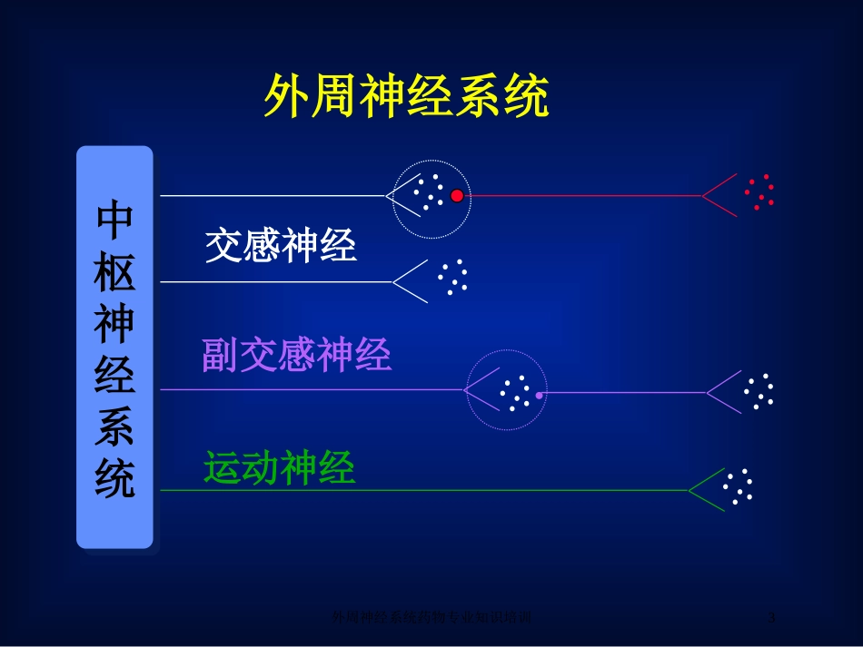 外周神经系统药物专业知识培训培训课件.pptx_第3页