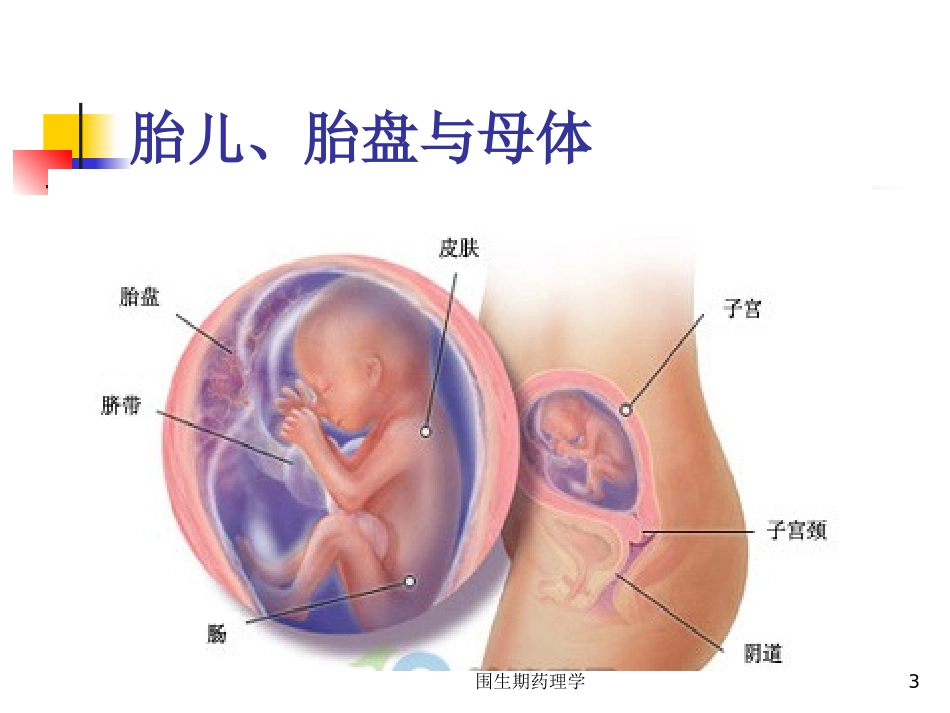 围生期药理学培训课件.pptx_第3页