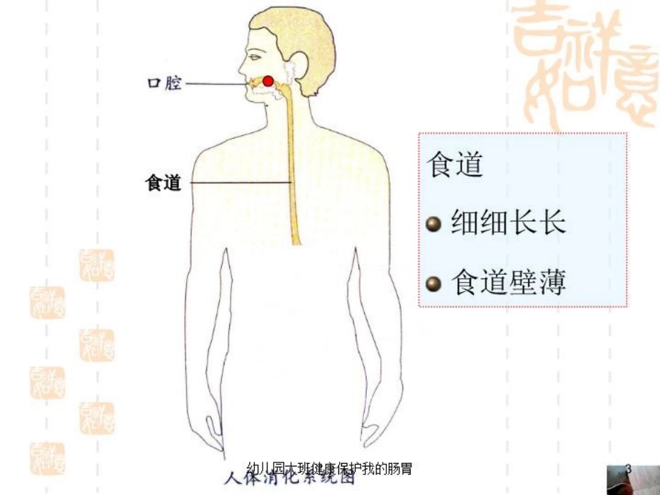 幼儿园大班健康保护我的肠胃培训课件.pptx_第3页