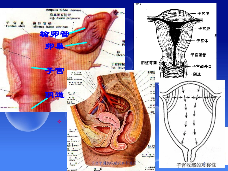 子宫平滑肌收缩药和舒张药培训课件.pptx_第2页