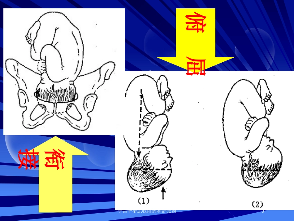子宫平滑肌收缩药和舒张药培训课件.pptx_第3页