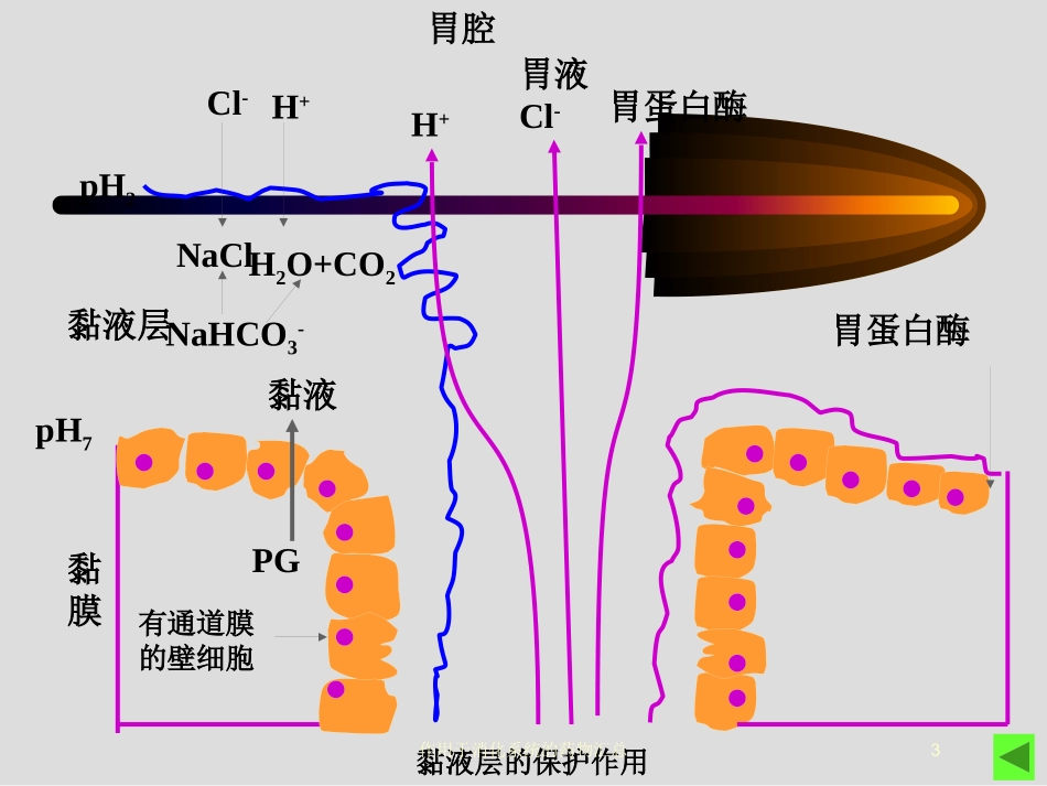 作用于消化系统的药物汇总培训课件.pptx_第3页