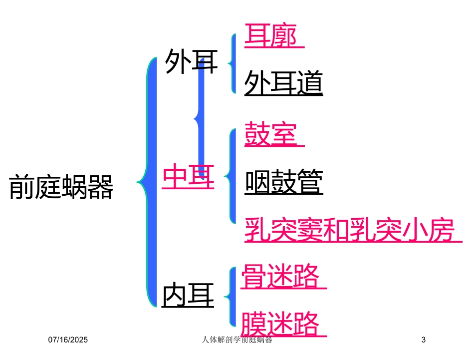 人体解剖学前庭蜗器课件.pptx_第3页