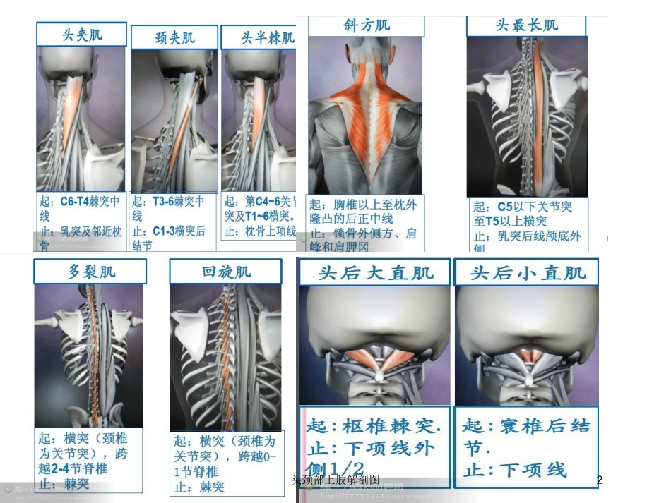 头颈部上肢解剖图培训课件.pptx_第2页