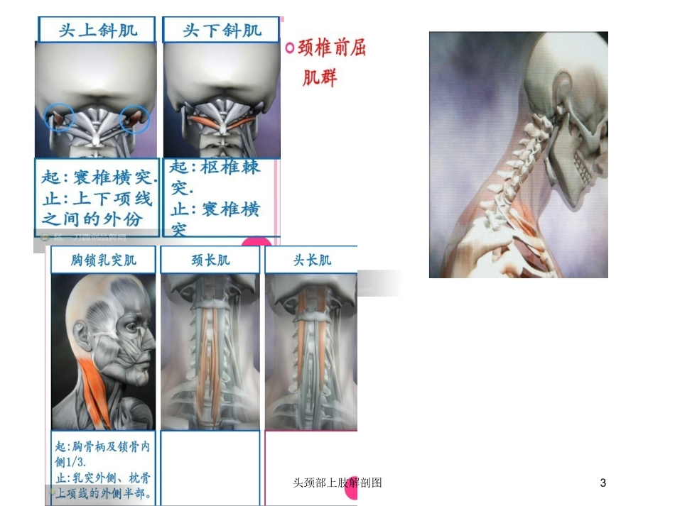 头颈部上肢解剖图培训课件.pptx_第3页