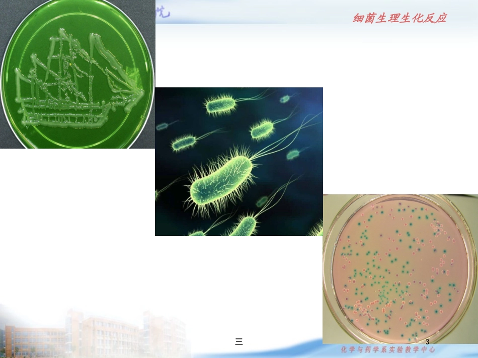 微生物无菌技术及仪器备使用和维护培训课件.pptx_第3页