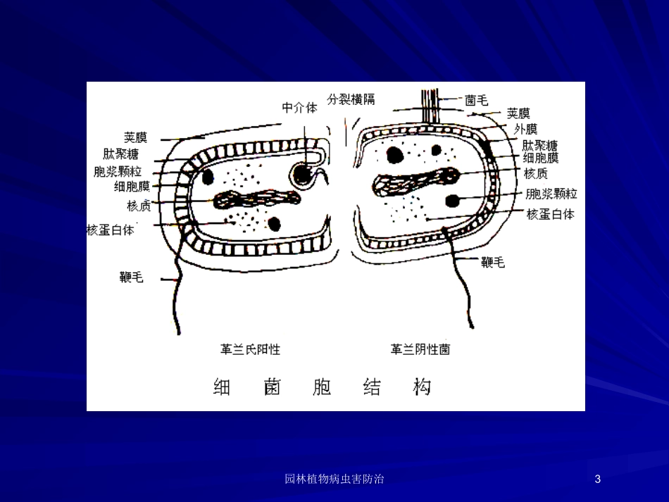 园林植物病虫害防治培训课件.pptx_第3页