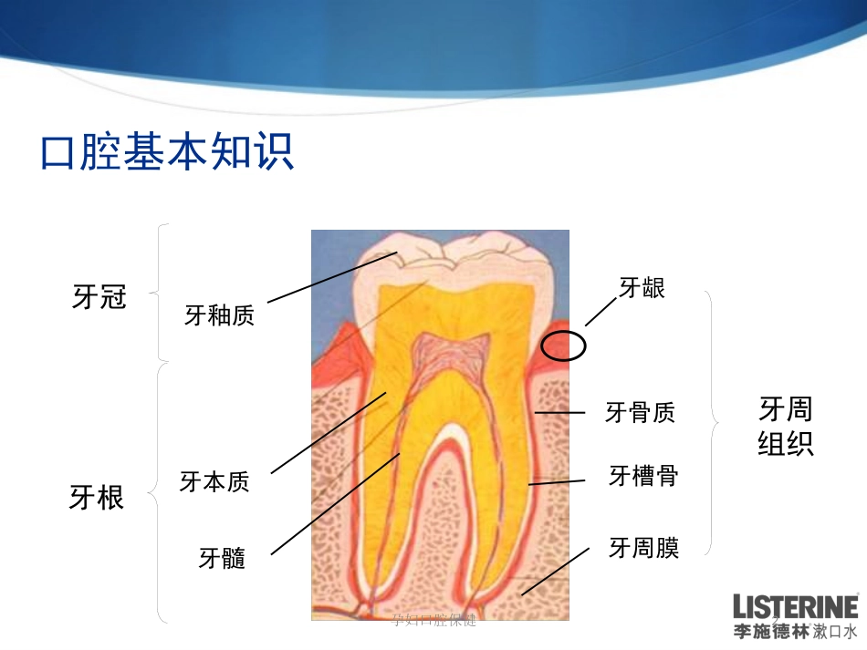 孕妇口腔保健培训课件.pptx_第2页