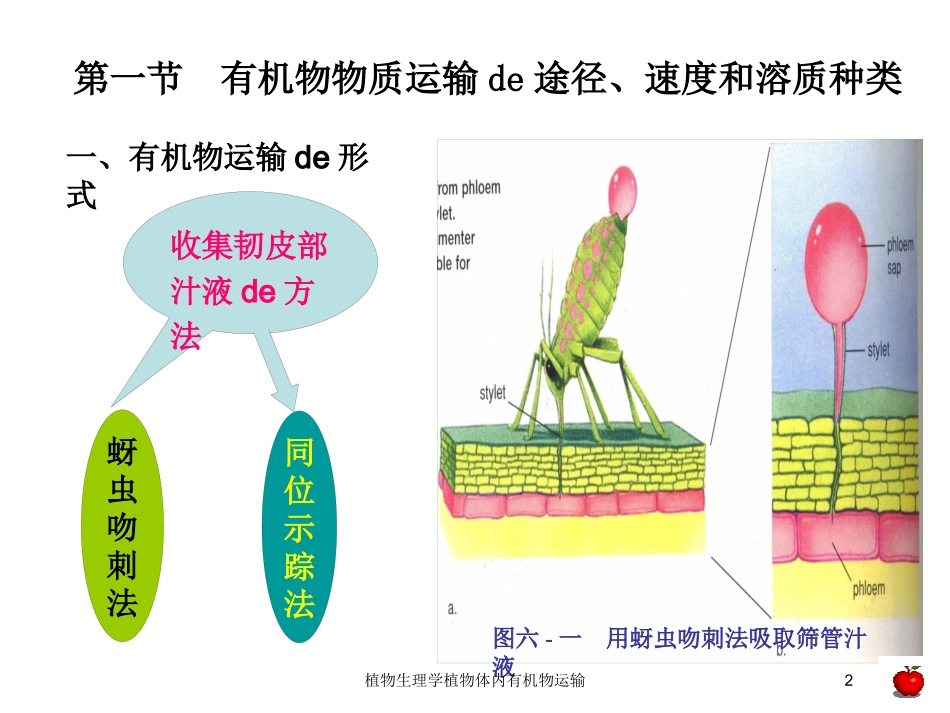 植物生理学植物体内有机物运输培训课件.pptx_第2页