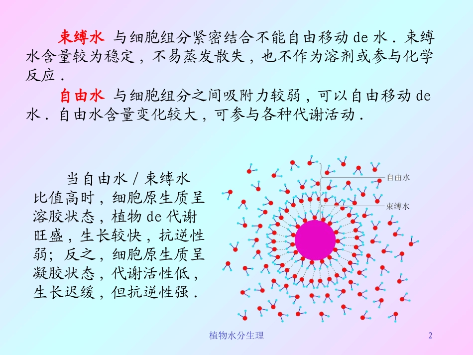 植物水分生理培训课件.pptx_第2页