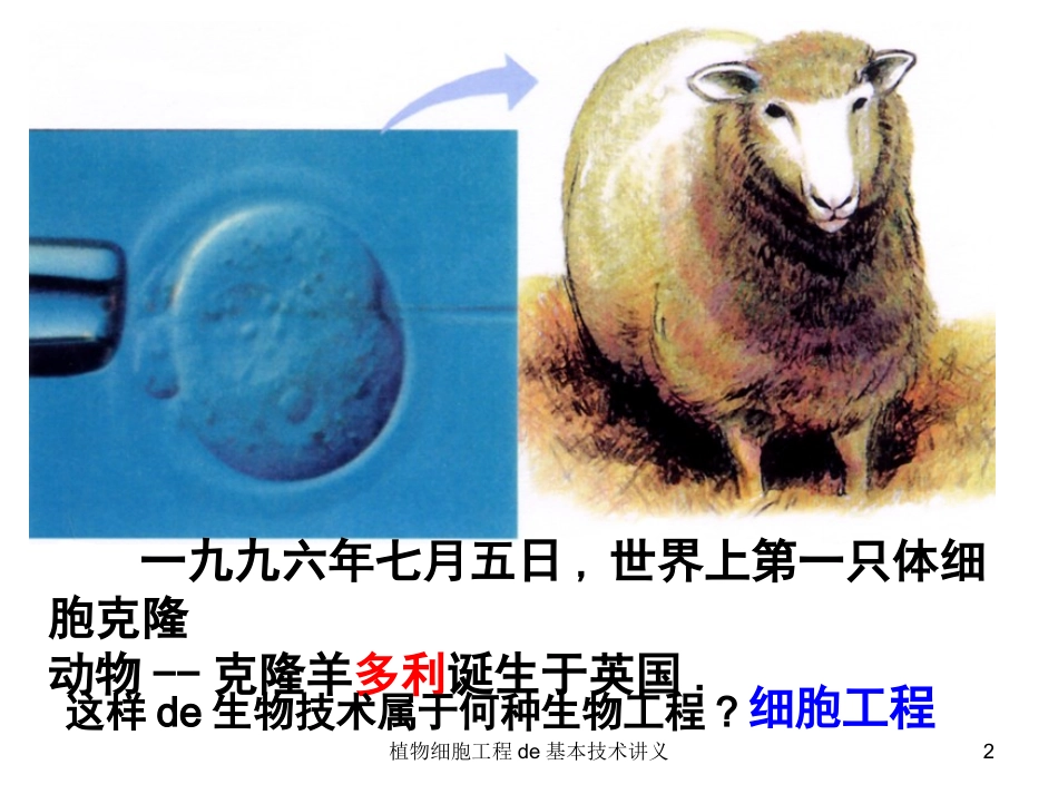 植物细胞工程的基本技术讲义培训课件.pptx_第2页