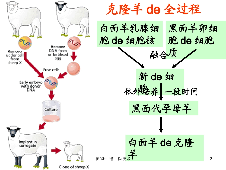 植物细胞工程技术培训课件.pptx_第3页