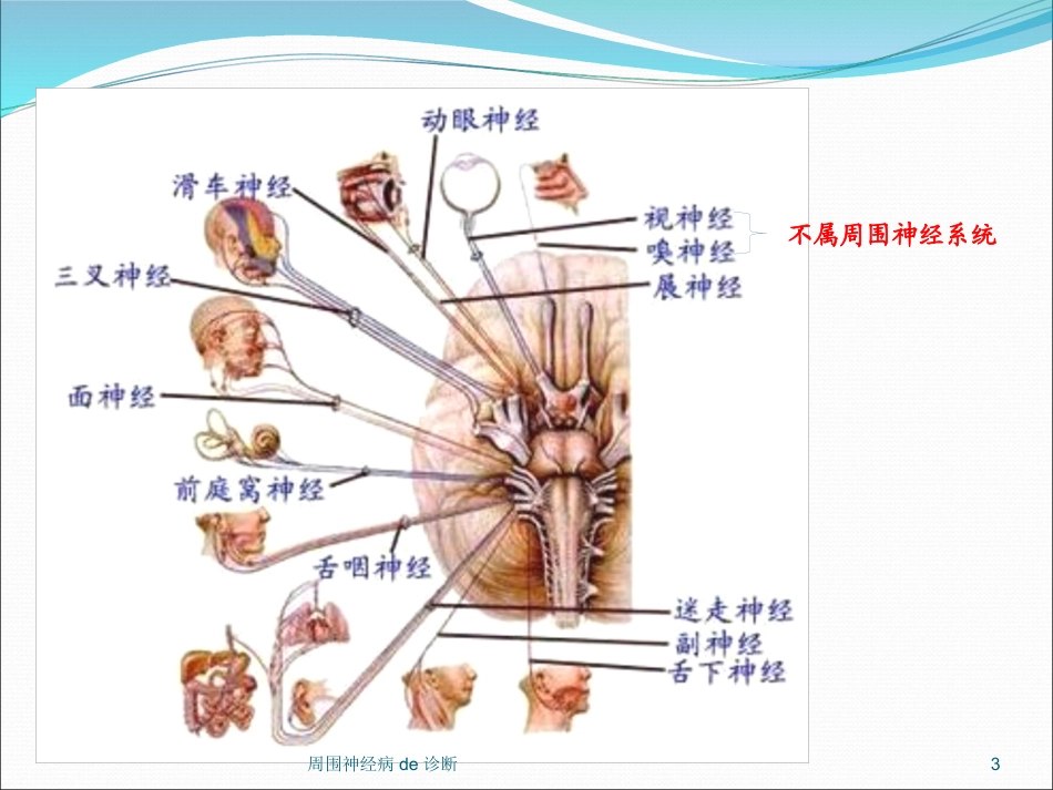 周围神经病的诊断培训课件.pptx_第3页