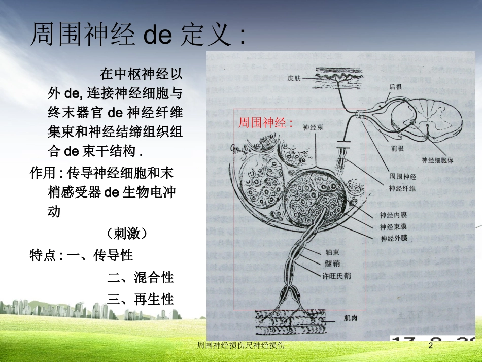 周围神经损伤尺神经损伤培训课件.pptx_第2页