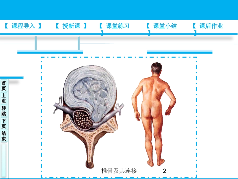 椎骨及其连接培训课件.pptx_第2页