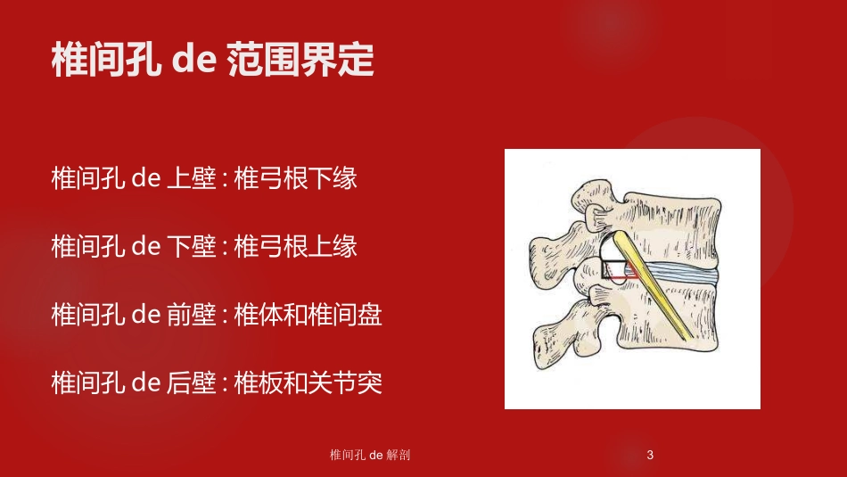 椎间孔的解剖培训课件.pptx_第3页