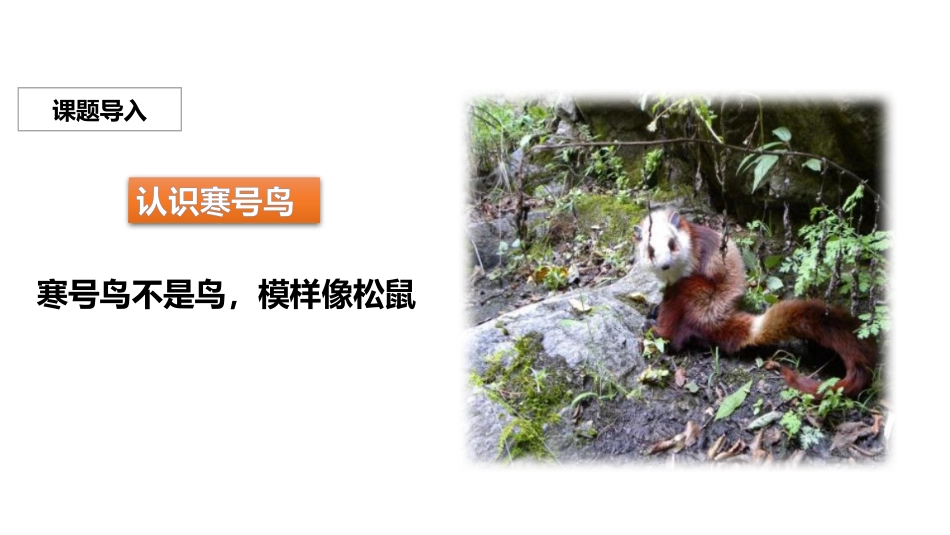 部编版二年级上册语文《寒号鸟》课件5.pptx_第2页