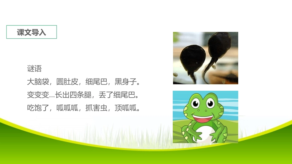部编版二年级上册语文《小蝌蚪找妈妈》课件6.pptx_第3页
