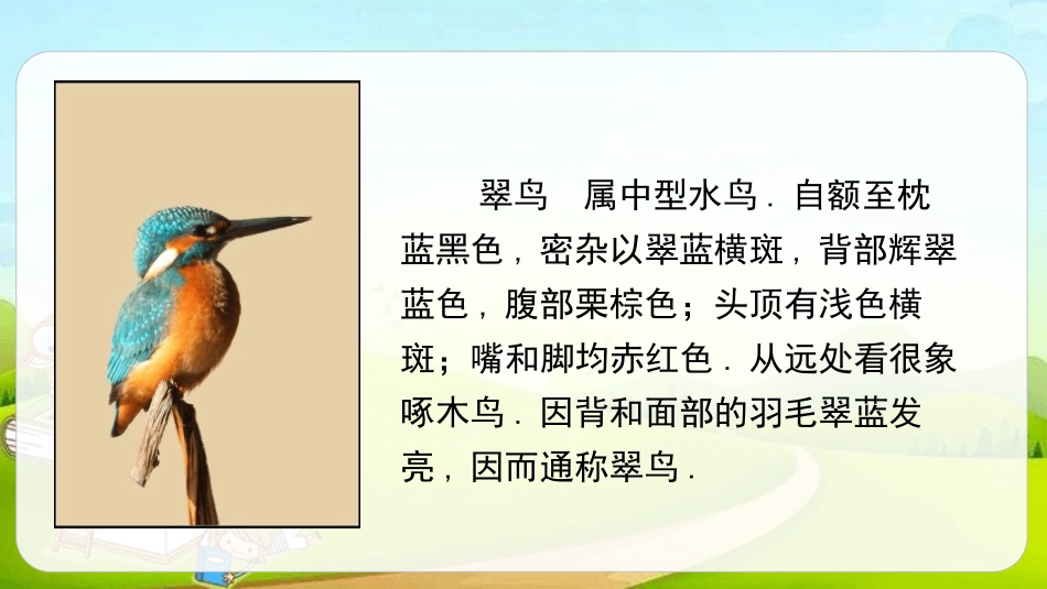 部编版三年级上册语文《搭船的鸟》PPT课件8.pptx_第2页