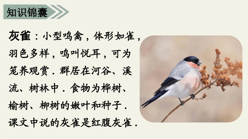 部编版三年级上册语文《灰雀》PPT课件5.pptx_第3页