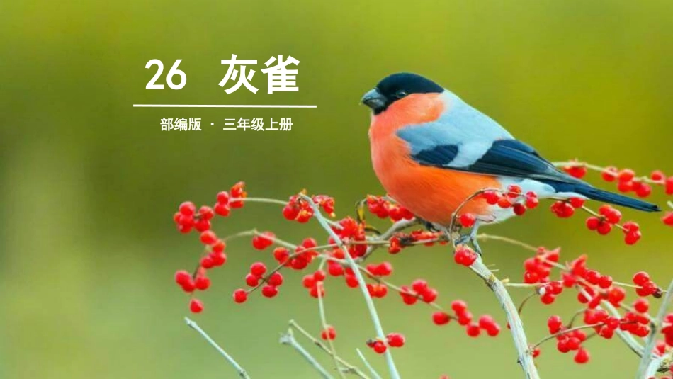 部编版三年级上册语文《灰雀》PPT课件6.pptx_第1页