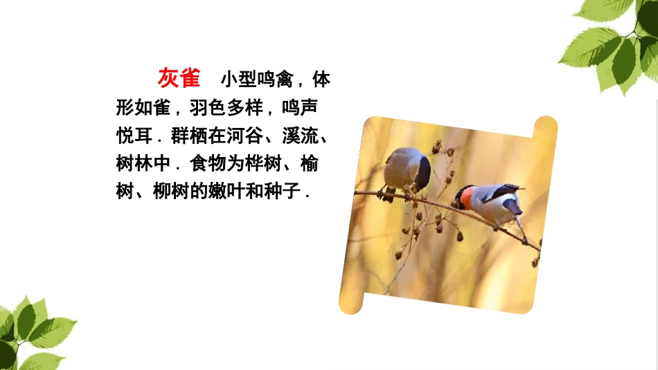 部编版三年级上册语文《灰雀》PPT课件6.pptx_第2页