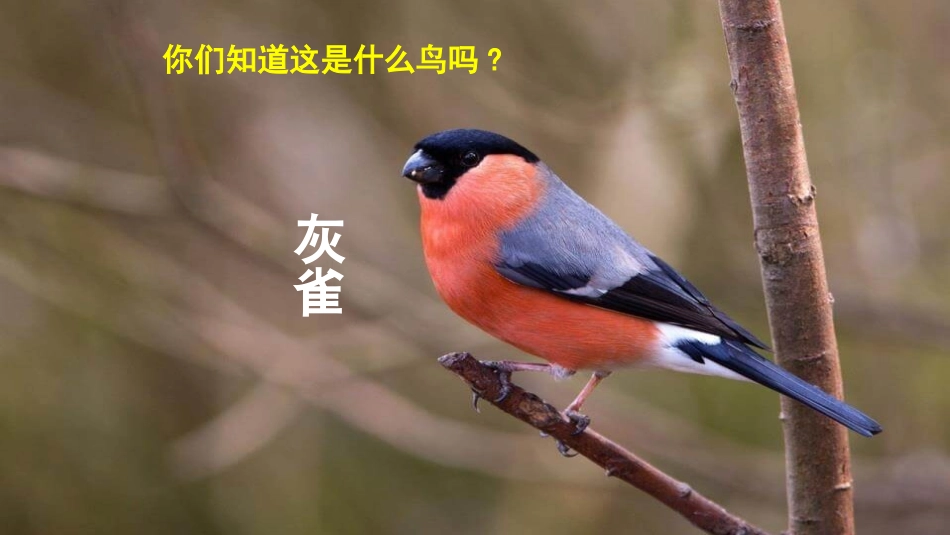 部编版三年级上册语文《灰雀》PPT课件7.pptx_第2页