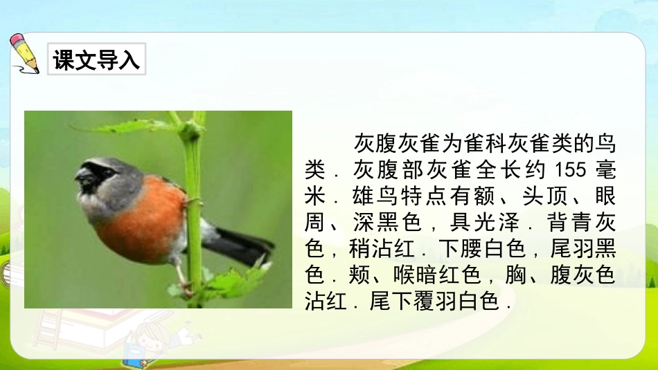 部编版三年级上册语文《灰雀》PPT课件8.pptx_第3页