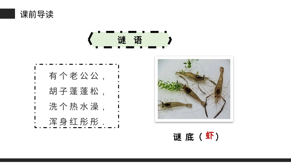部编版三年级下册语文《小虾》PPT课件4.pptx_第3页