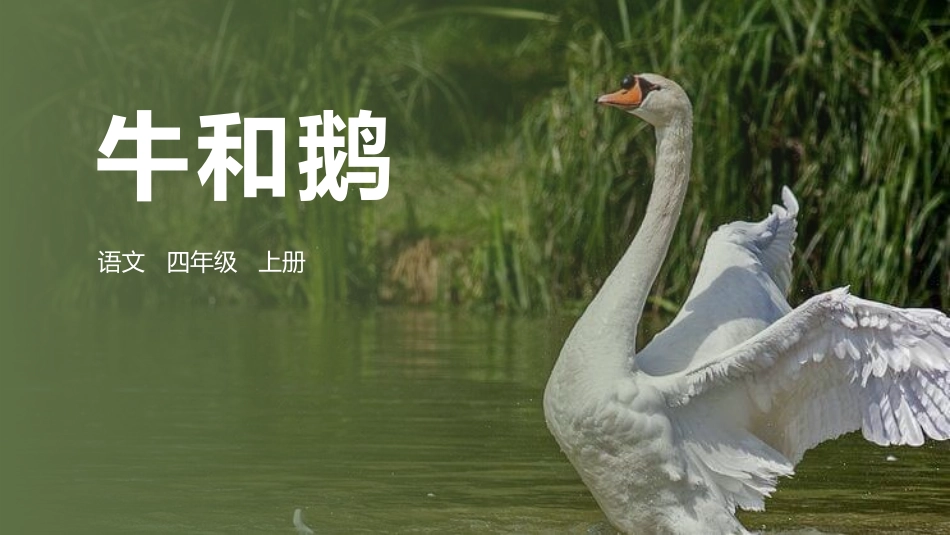 部编版四年级上册语文《牛和鹅》PPT课件1.pptx_第1页
