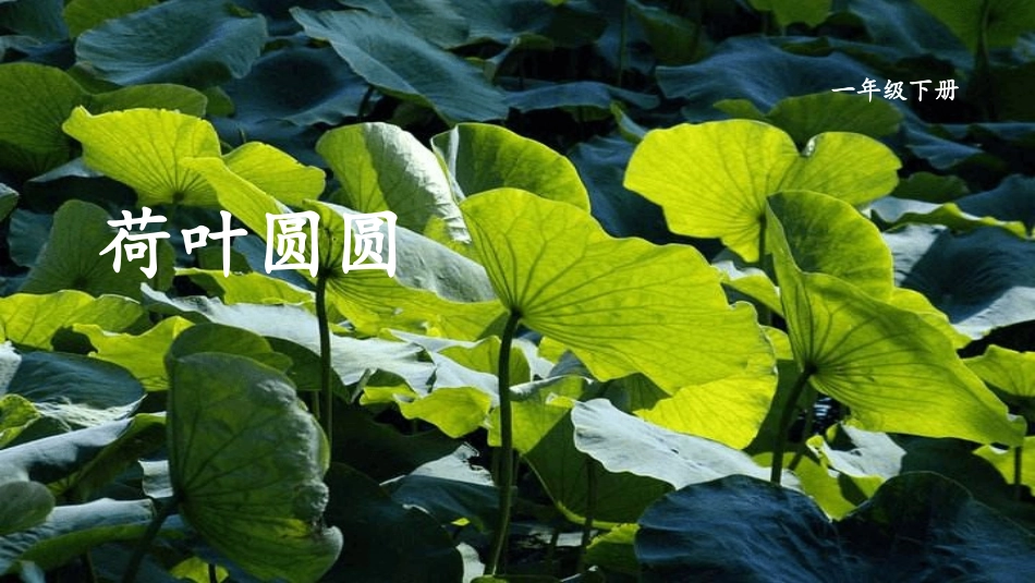 部编版一年级下册语文《荷叶圆圆》课件5.pptx_第1页