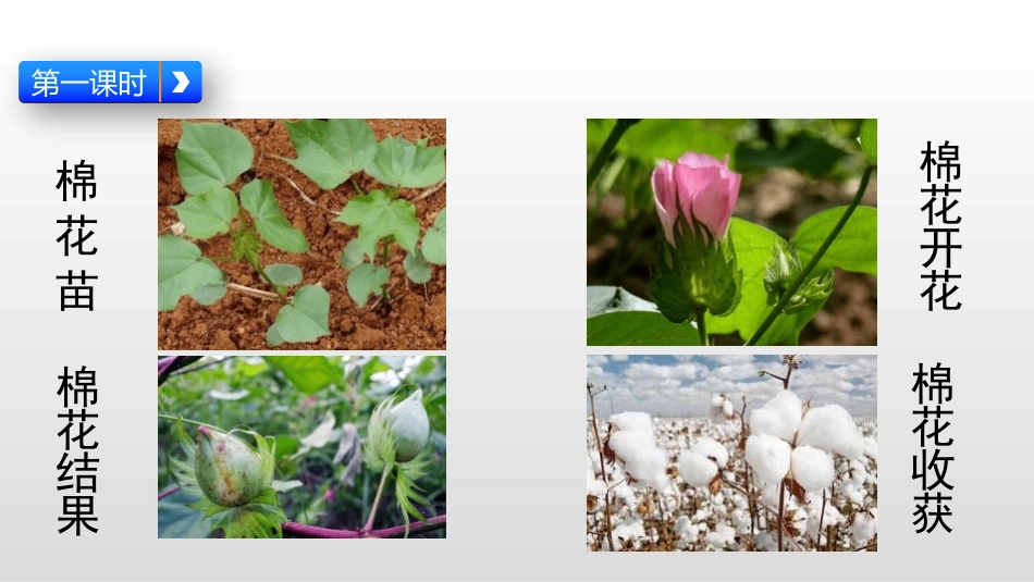 部编版一年级下册语文《棉花姑娘PP学课件7.pptx_第2页