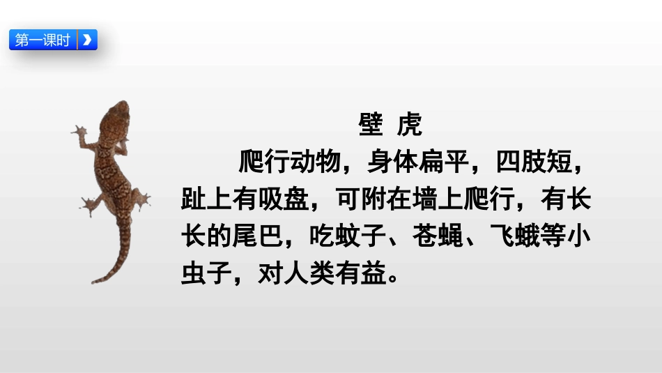 部编版一年级下册语文《小壁虎借尾巴》课件8.pptx_第3页