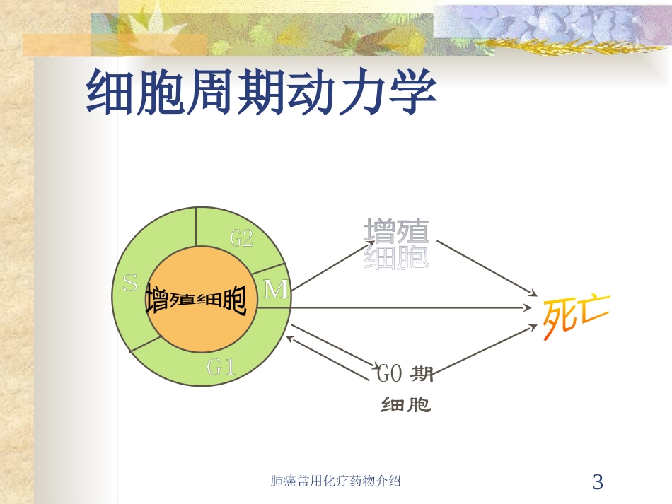 肺癌常用化疗药物介绍培训课件.pptx_第3页